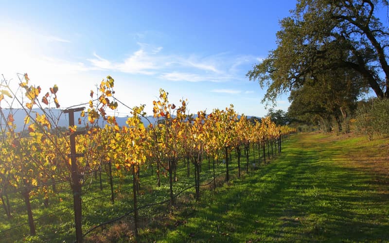 Rebzeilen in einem Weinberg im Napa Valley