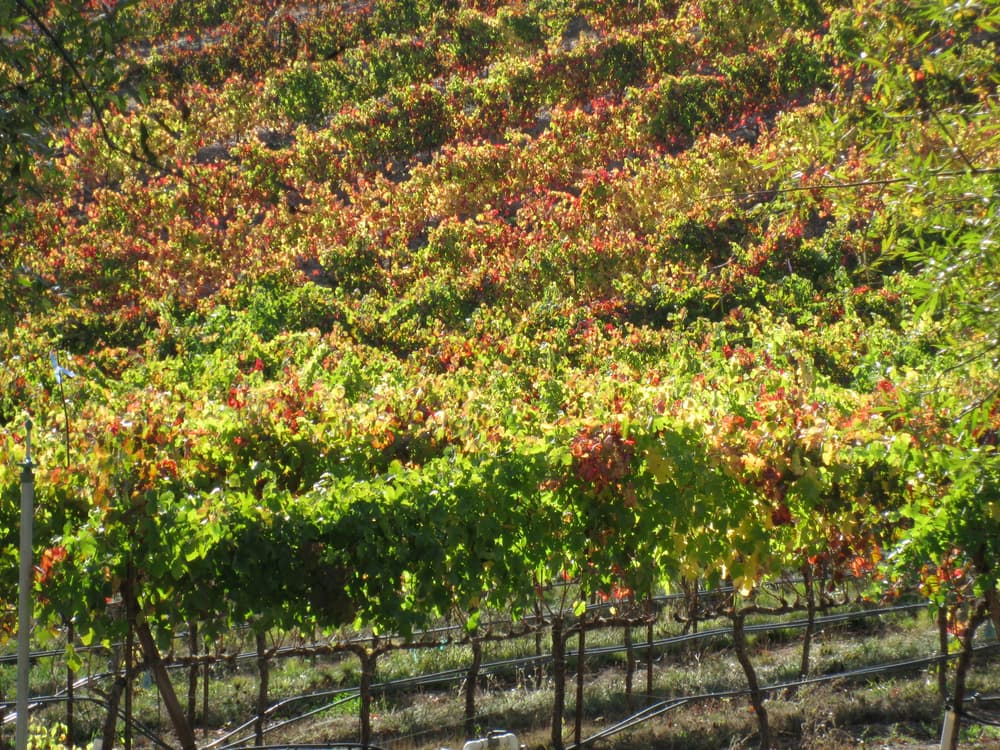 Napa & Sonoma
