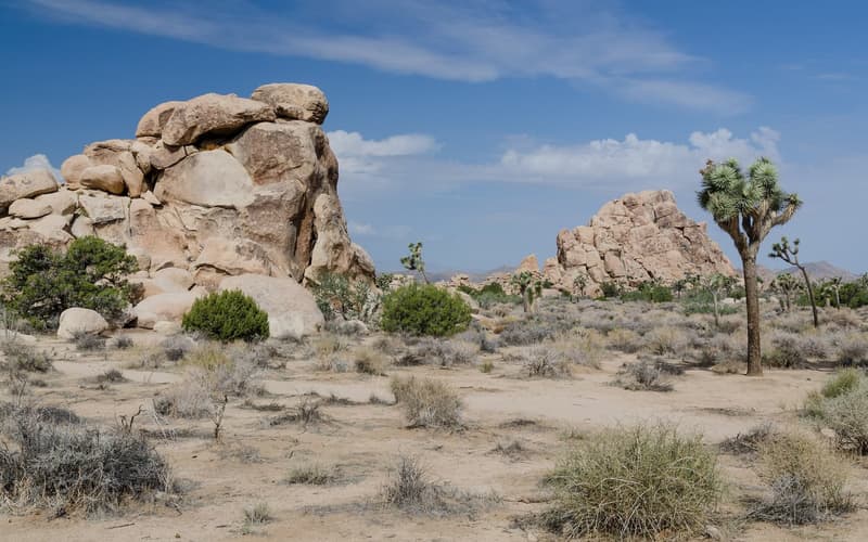 Joshua Trees und Granitblöcke im Joshua Tree National Park