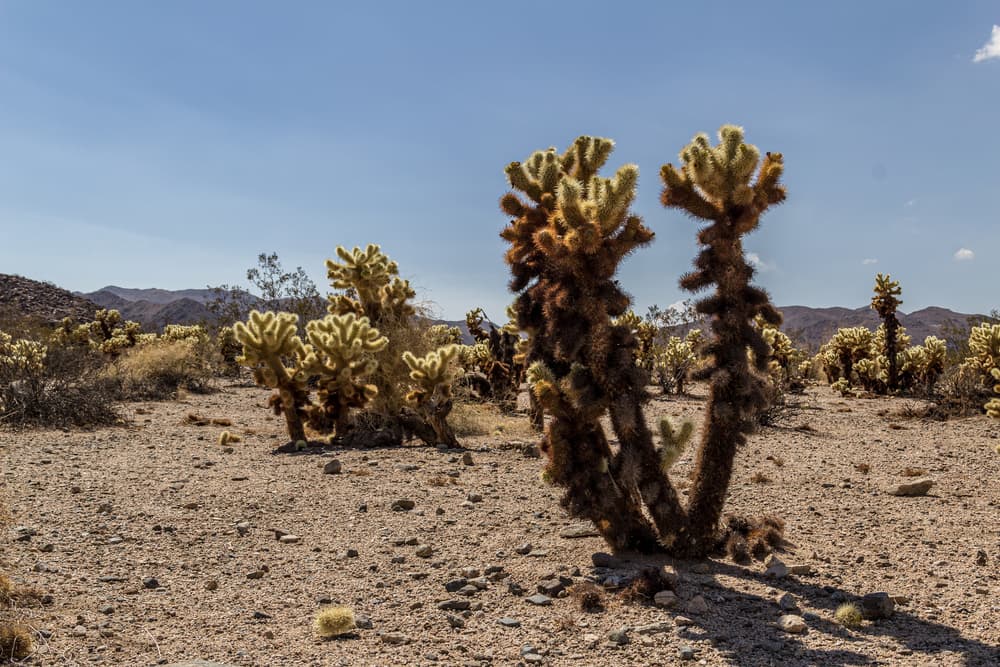 Palm Springs & Joshua Tree