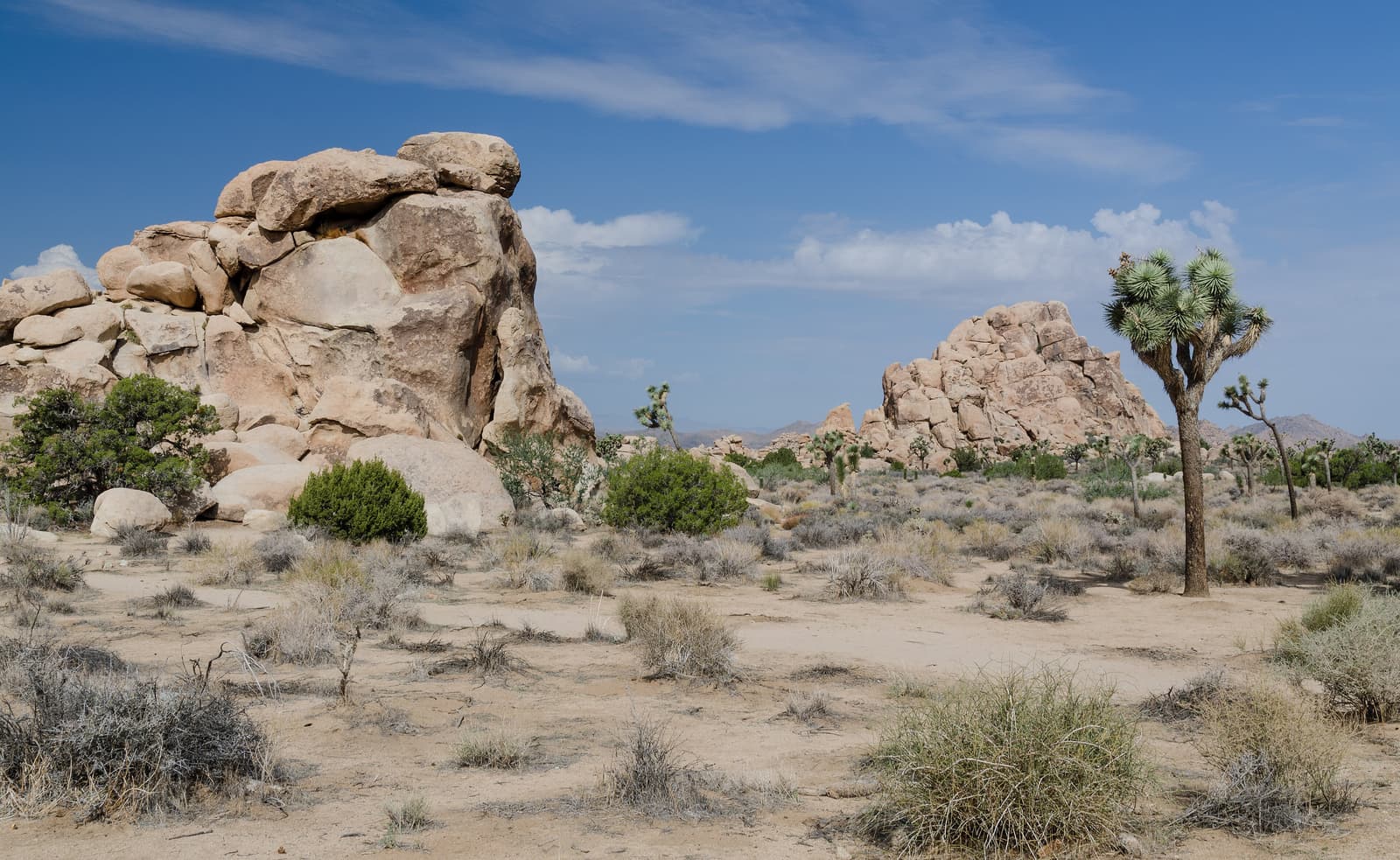 Joshua Trees und Granitblöcke im Joshua Tree National Park
