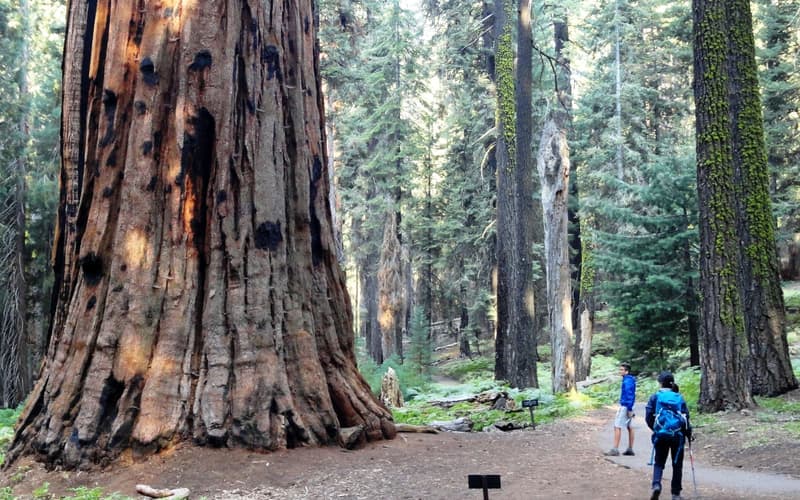 Riesenmammutbäume am Congress Trail im Sequoia National Park