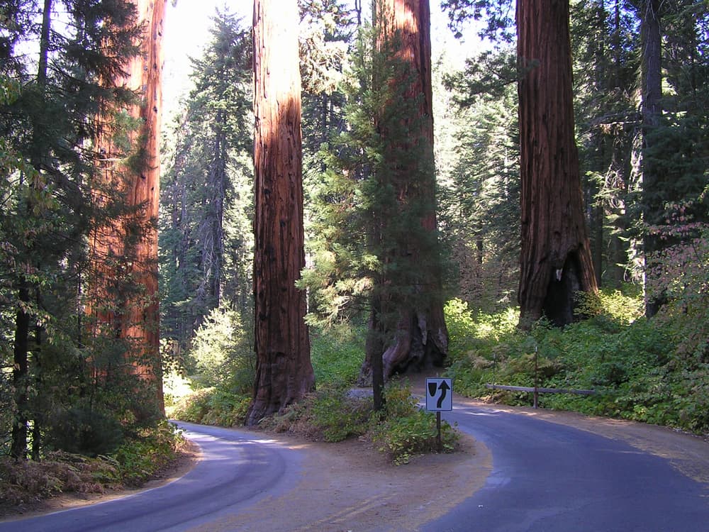 Sequoia & Kings Canyon