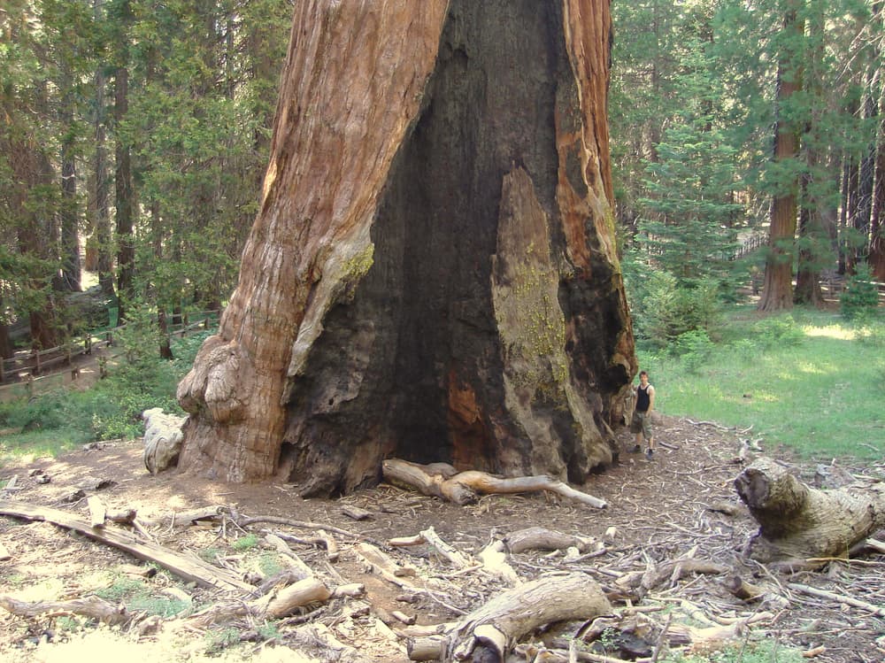 Sequoia & Kings Canyon